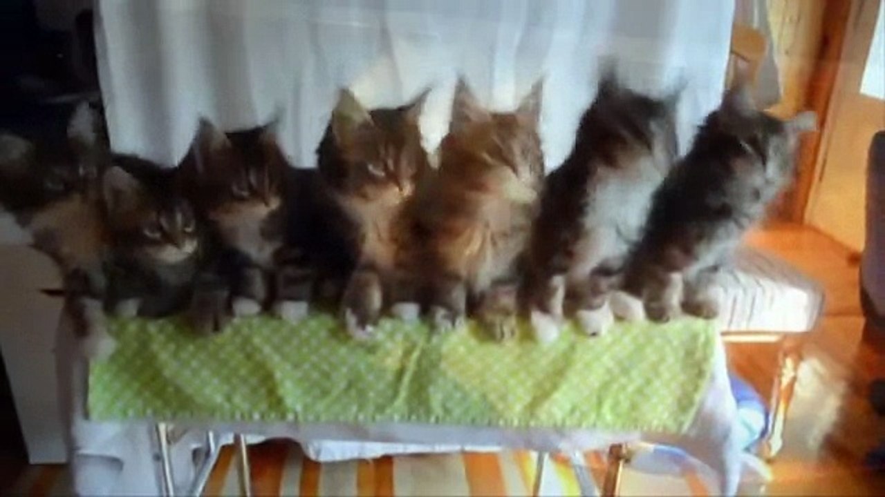 Cat (Animal) - funny animals - funny cat videos 2014 - best funny - Funny Videos