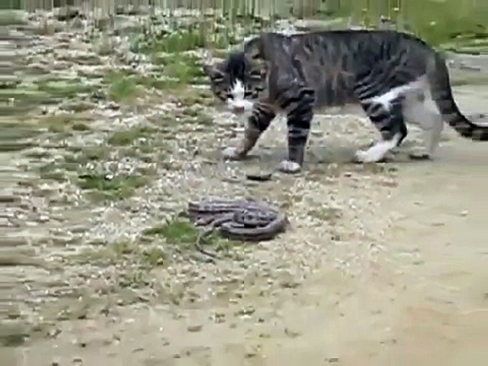 Funny Cats vs Small Spaces Compilation 2016