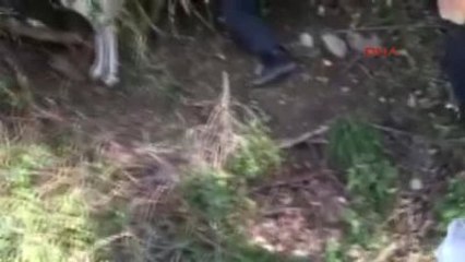 Aydın Dikenli Tele Örgülere Takılan Köpek Güçlükle Kurtarıldı