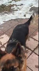 Kennel casa del sibos german shepherds longhaired