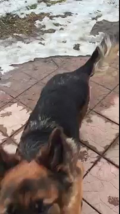 Kennel casa del sibos german shepherds longhaired