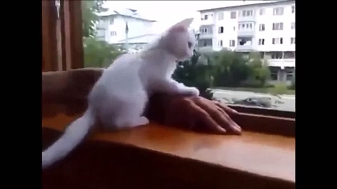 Funny cat moments