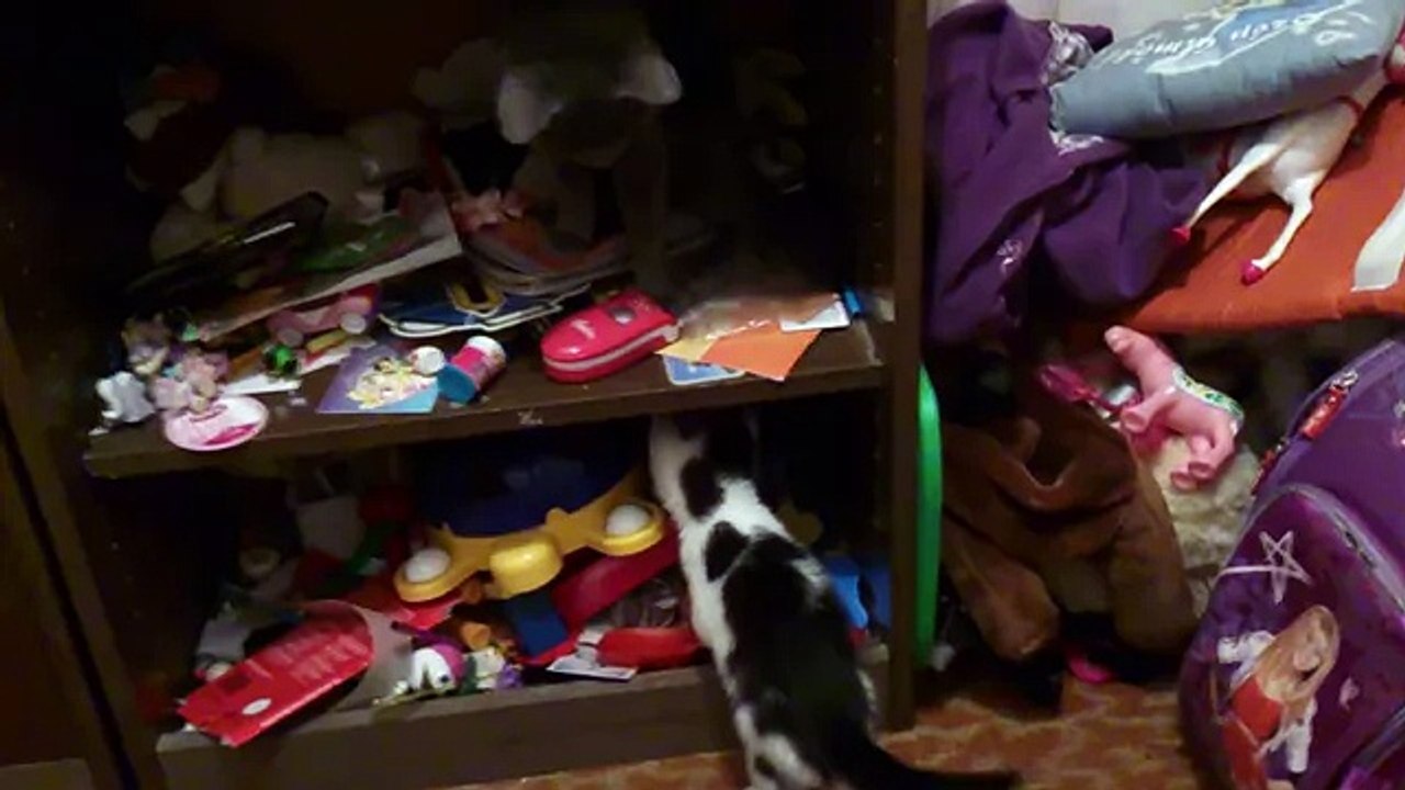 Funny cat play