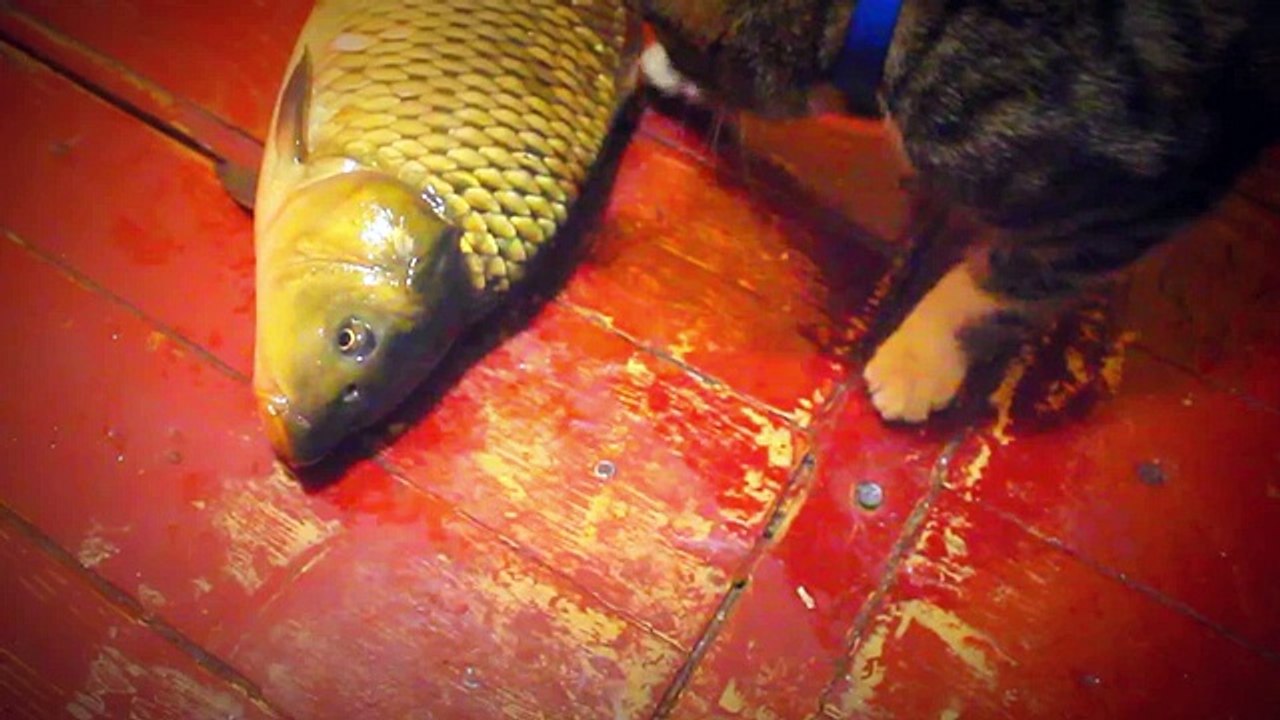 Funny Cat with Fish