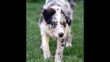 Merle (dog coat) - Video Learning - WizScience.com