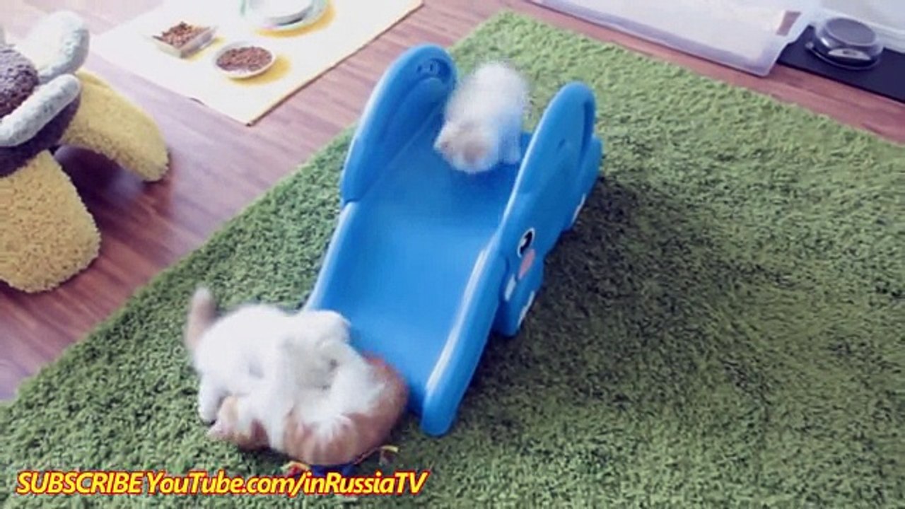 FUNNY VIDEOS Funny Cats Funny Kitty Funny Videos Kitten Compilation Cat Funny Videos