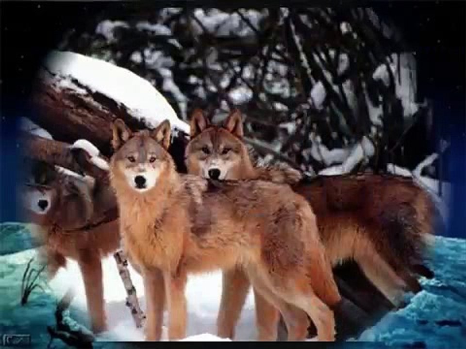 LOUP