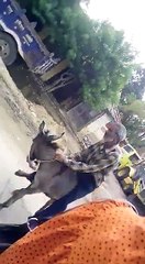 Donkey Goes Viral On Man Amazing Funny Video Must Watch 2016