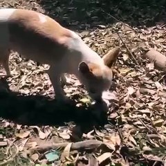 فيديو مؤثر | جرو حديث الولادة مات فقامت أمه بالبحث عن مكان ملائم ودفنته كالبشر تماما!