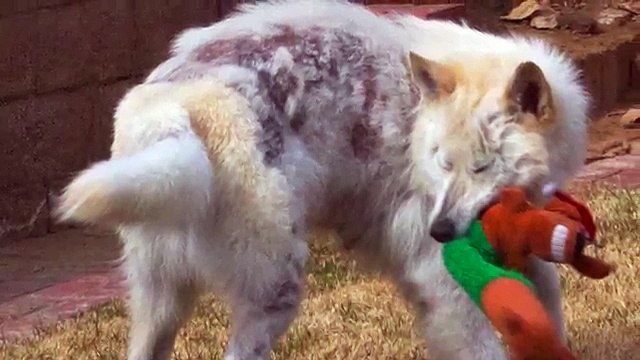 Rescuer Thinks She Saved 1 Dog, Unknowingly Saves 6