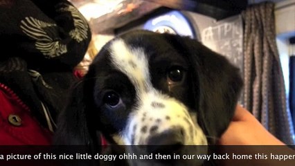 mad dog kills three sheep there and then