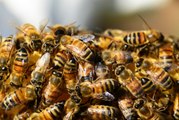 Ces chiffres vont vous montrer à quel point les abeilles sont en danger - DES CHIFFRES ET LE MONDE