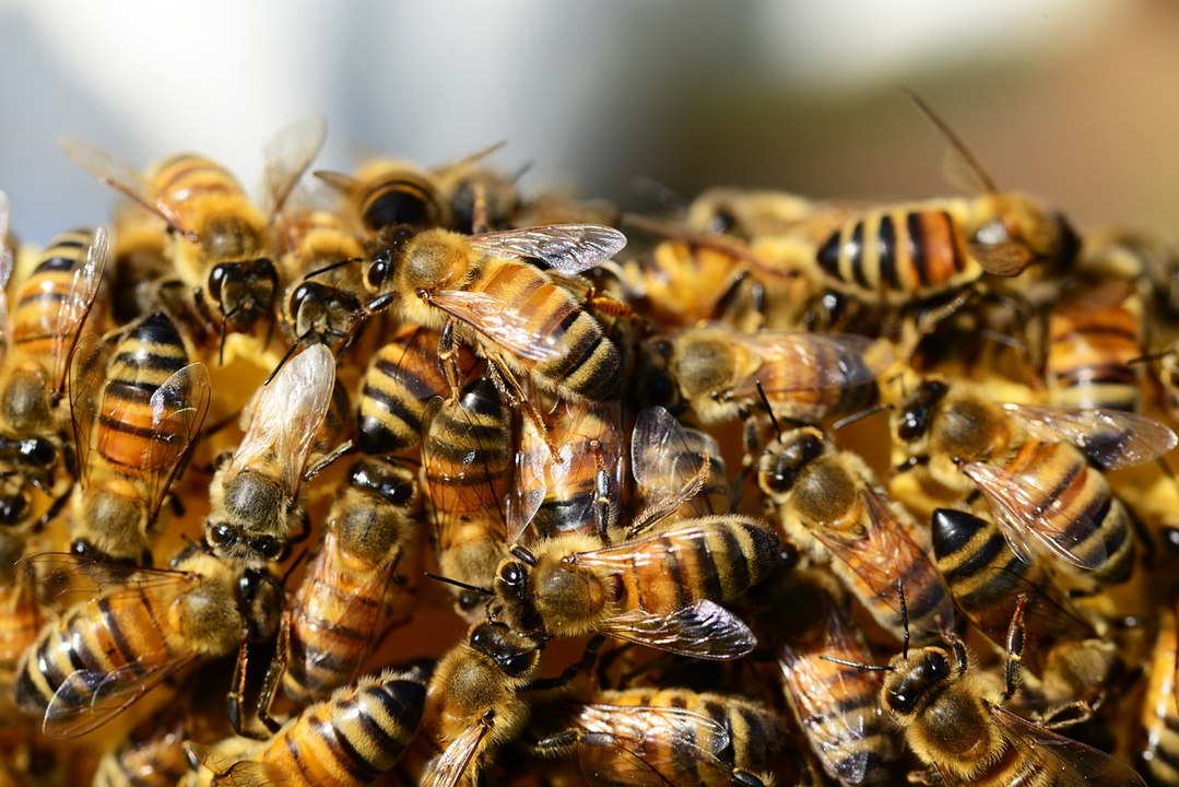 Ces chiffres vont vous montrer à quel point les abeilles sont en danger - DES CHIFFRES ET LE MONDE