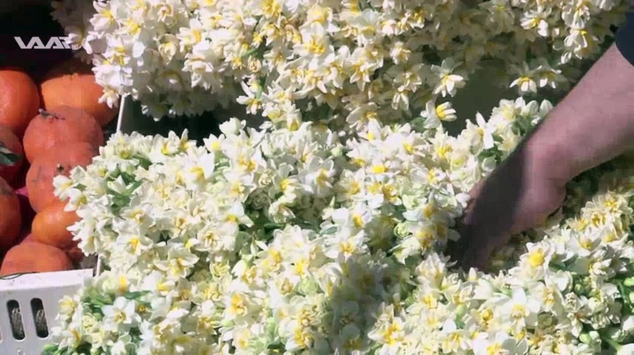 بازارێ فرۆشتنا نێرگزان گەرمە
