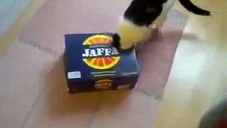 Cat Never Give Up Box ☻ funny cat