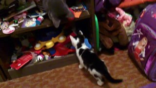 Funny cat play