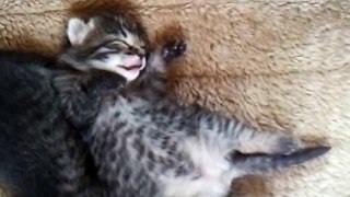 Funny Cats Compilation 2015 - Funny cat videos - Funny animals 9