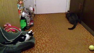 Funny Cat Fight