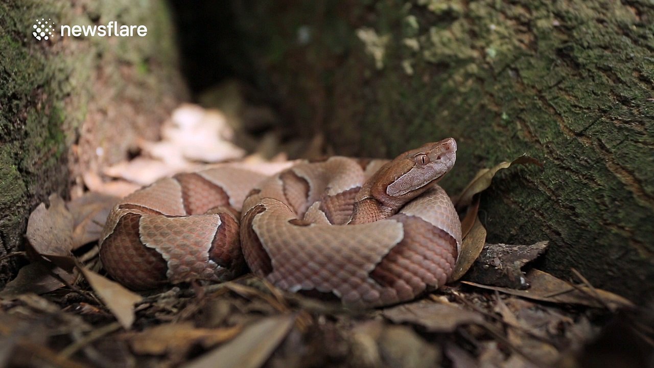 You don't want to see a snake do this...