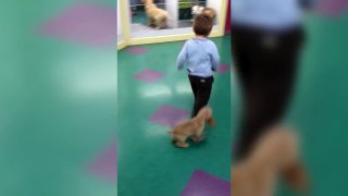 Toddler Is Scared Of Little Puppy Chasing Him