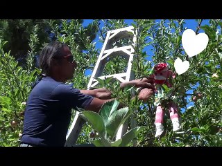 Priscilla Goes U-Picking