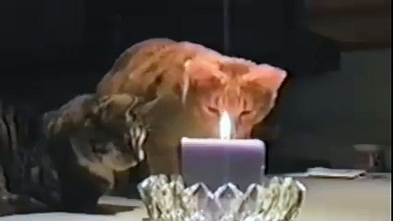 Cat puts out fire!!