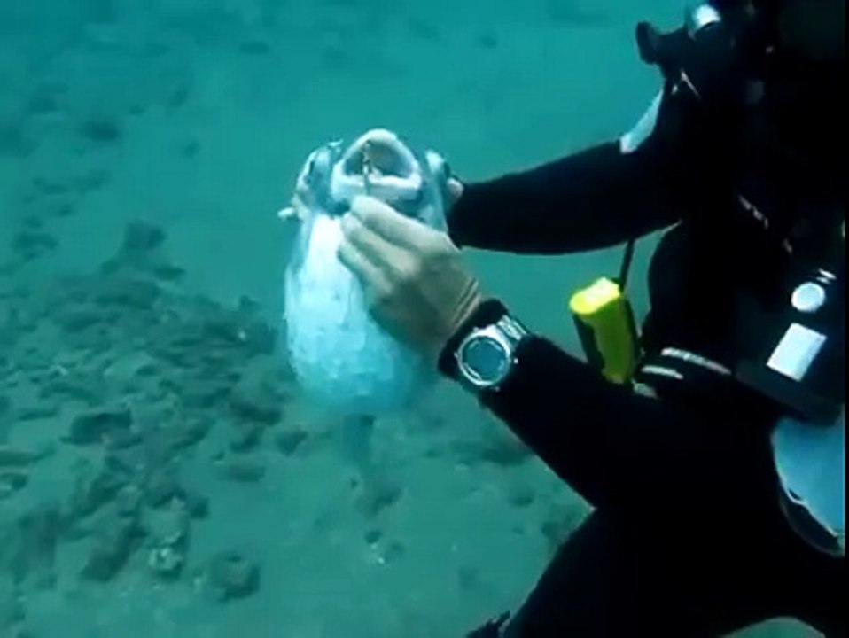 Saving a Puffer Fish Vidoe
