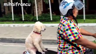 Funny Dogs - A Funny Dog Videos Compilation 2016 || NEW HD