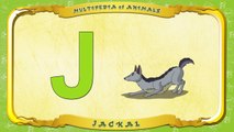 Multipedia of Animals. Letter J Jackal