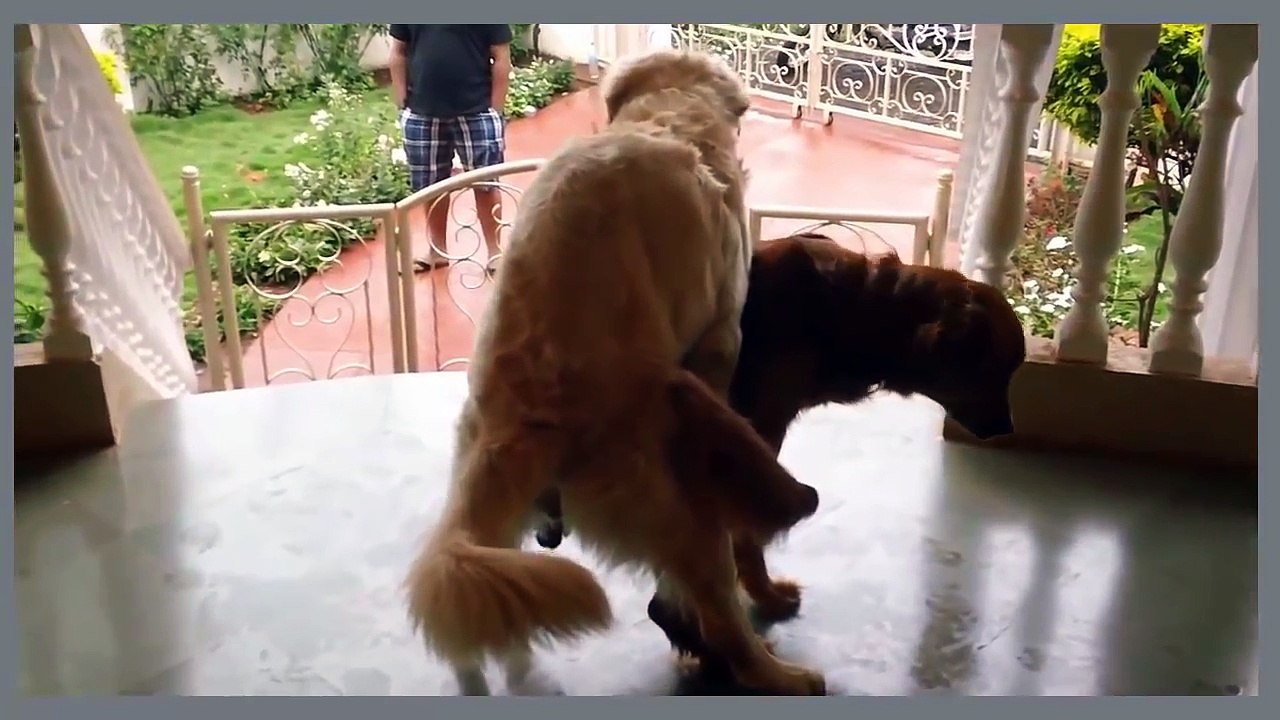 Animals Mating ✔ Animals Videos xXx ✔ Animals Funny ▬ Dog Mating Compilation