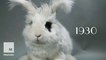 100 years of bunny beauty: Playboy’s got nothing on these heart-thumps