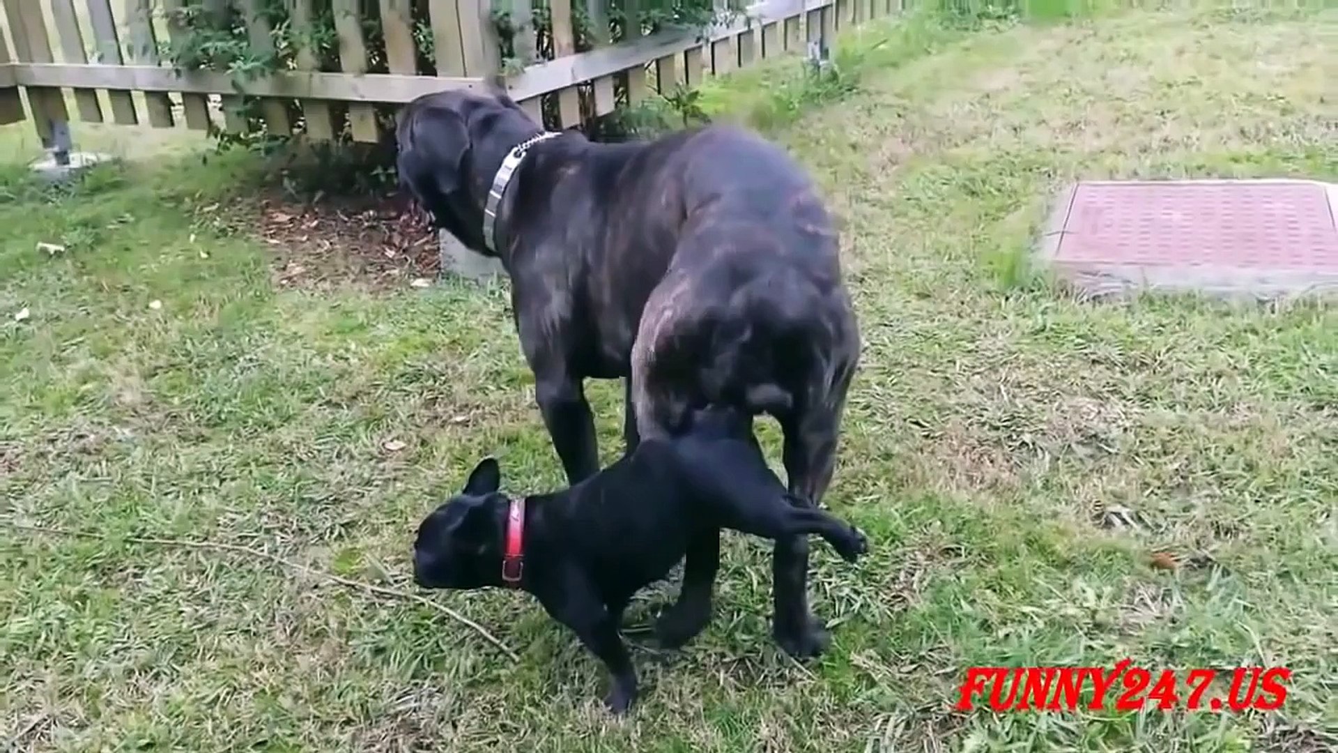 will a big dog try to mate with a small dog