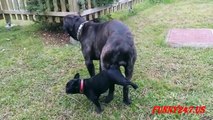 Funny Animals ✔ DOG BIG And DOG SMALL Mating compilation 2015 ✔ HD
