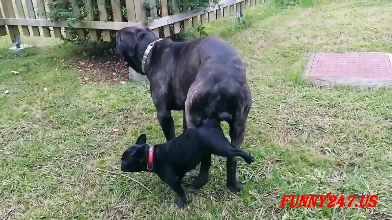 Funny Animals ✔ DOG BIG And DOG SMALL Mating compilation 2015 ✔ HD