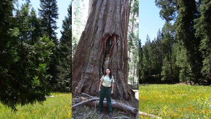 Sequoia National Forest