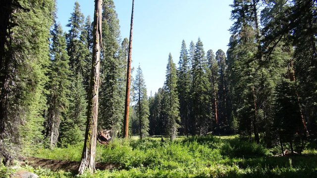 Sequoia National Park