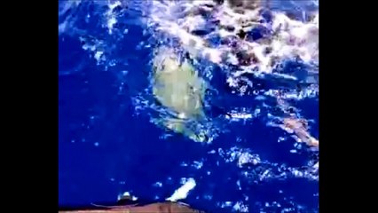 Браконьеры в океане