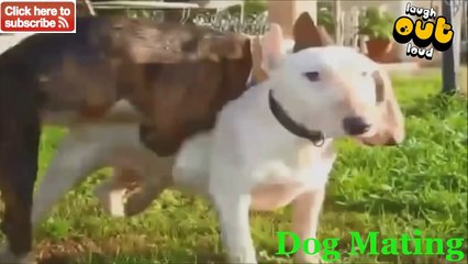 Funny Animals Videos - Funny Animal Mating Dog Mating Funny animal compilation 2015