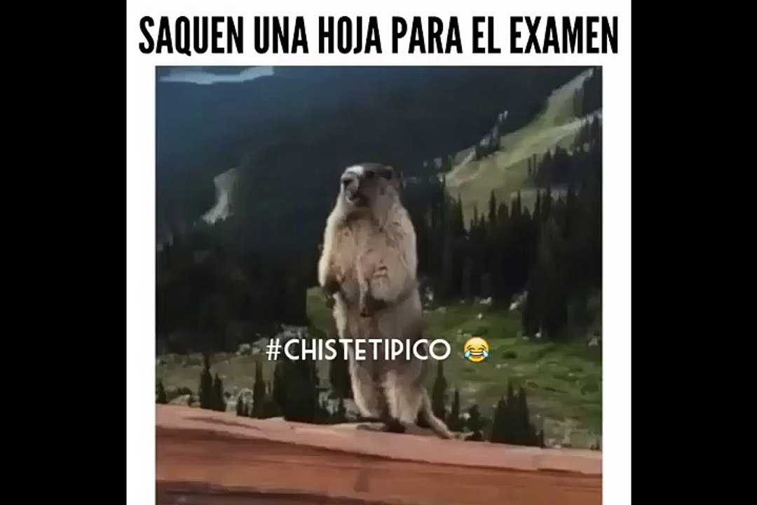 Animal que recuerda cuando llega el maestro y dice todo el mundo en atencion