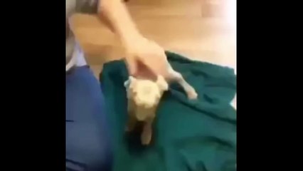 Wimpy Goat Allahu Akbar