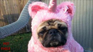 Animals Hate Costumes COMPILATION Animal Funny Compilation Video