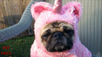 Animals Hate Costumes COMPILATION Animal Funny Compilation Video