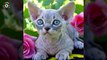Worlds Smallest Cats & Cat Breeds 2016