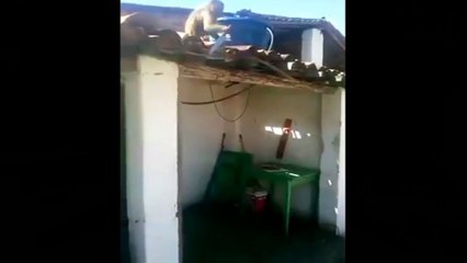 Mono con cuchillo de cocina en la mano tiene mucho peligro