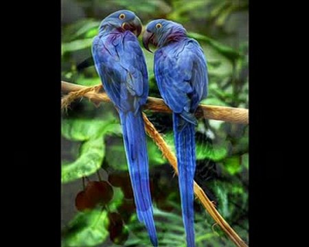 fait comme l'oiseau (interpretation) personnelle °2016°