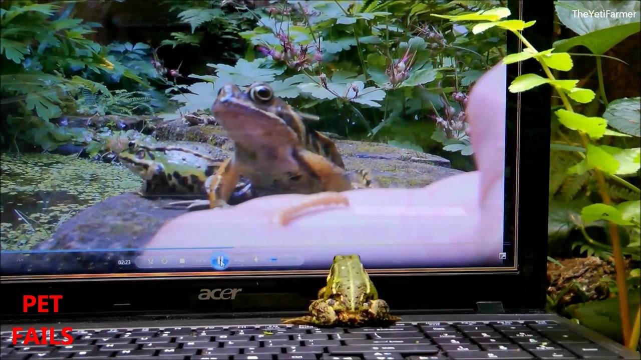 Funny CATS vs COMPUTERS   Compilation