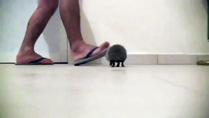 прикольный ежик