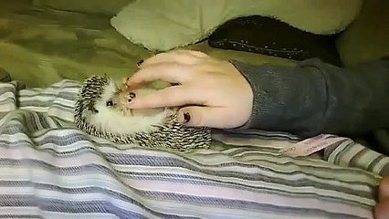 Прикольный, ручной ежик Хохма!