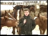 Журналист и кони - прикол во время эфира
