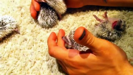 Самые милые ежики. Подборка Топ 7